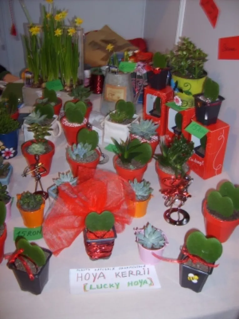 Hoya Kerrii si suculente, la targul de la Sala Dalles