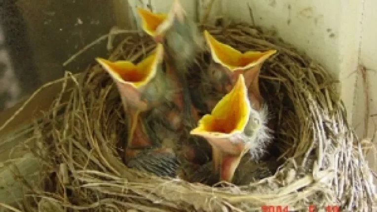 Impartirea ciolanului: Scopul intalnirii de la Snagov