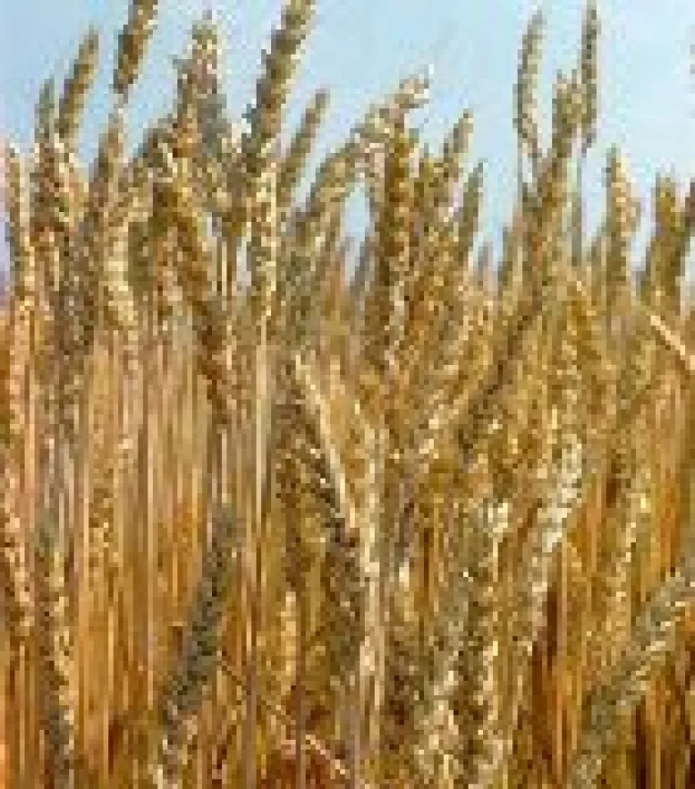 Importurile de cereale pagubesc statul cu 1,8 milioane de euro