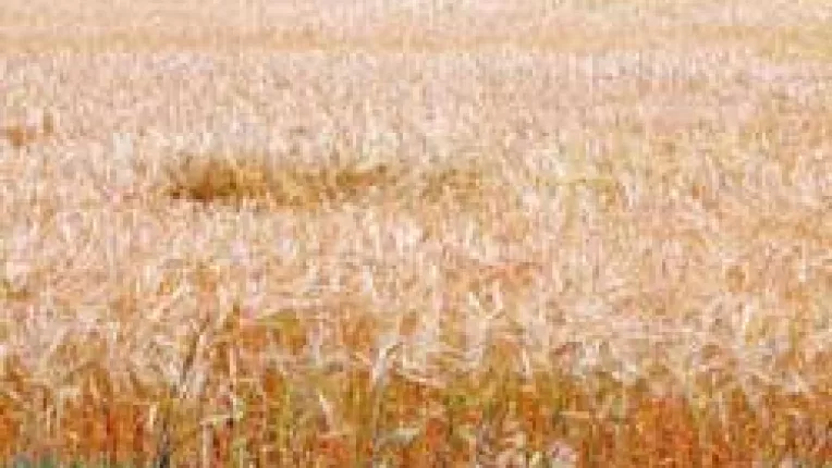 In 2006, kilogramul de grau, mai ieftin de 5 ori decat inainte de '89