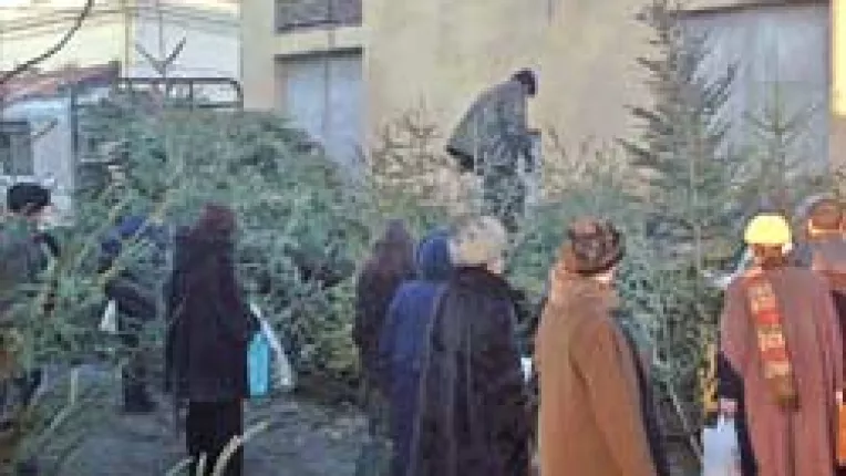 Incepe sezonul licitatiilor pentru brazii de Craciun si al controalelor Directiei Silvice