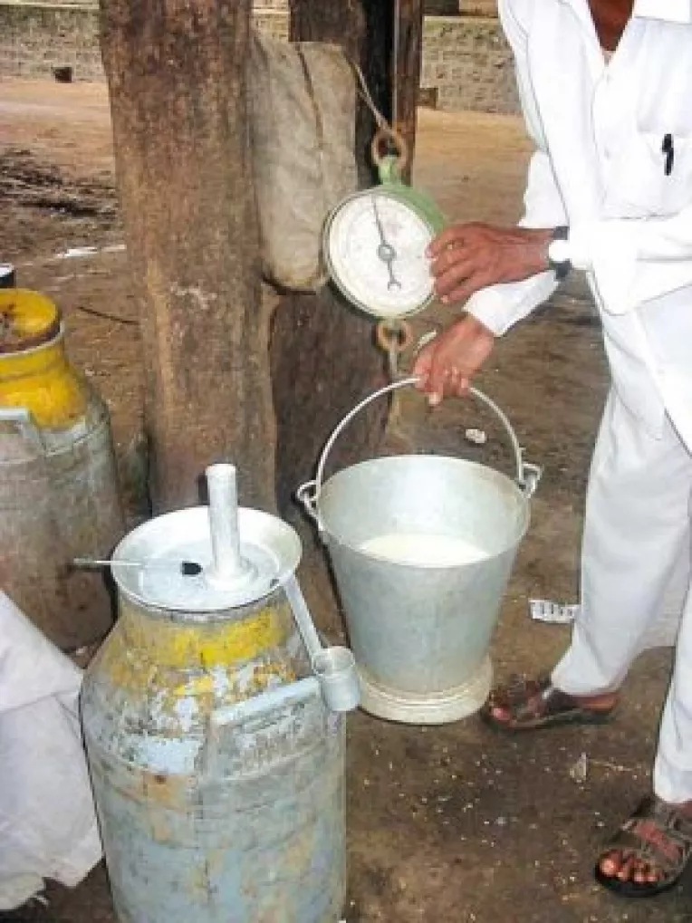 Industria laptelui e la pamint