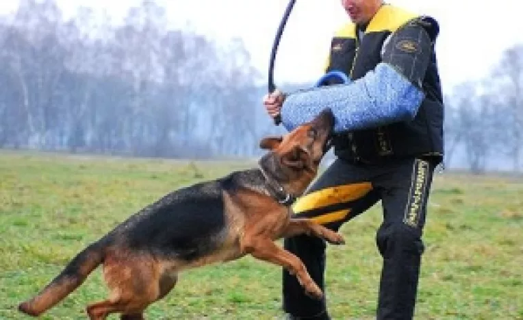 Instructor canin: Ce sa faceti daca va incoltesc cainii. Daca va musca, mergeti urgent la spital
