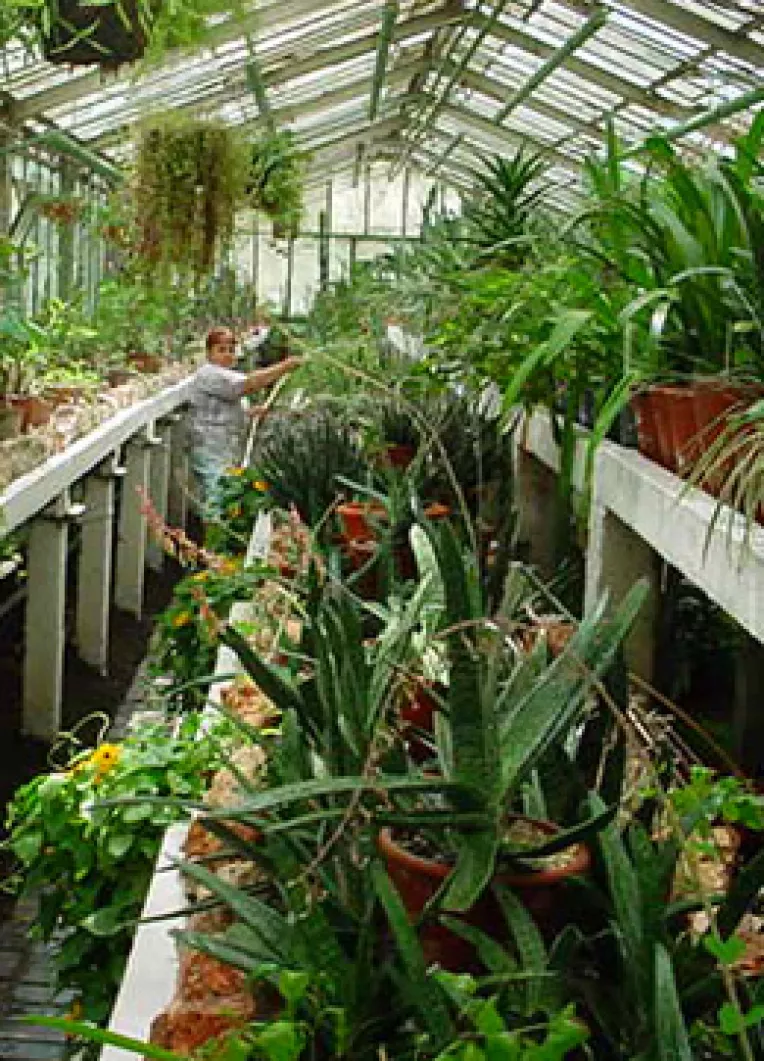 Interzicerea produselor etnobotanice: Guvernul incaleca atributiile Parlamentului