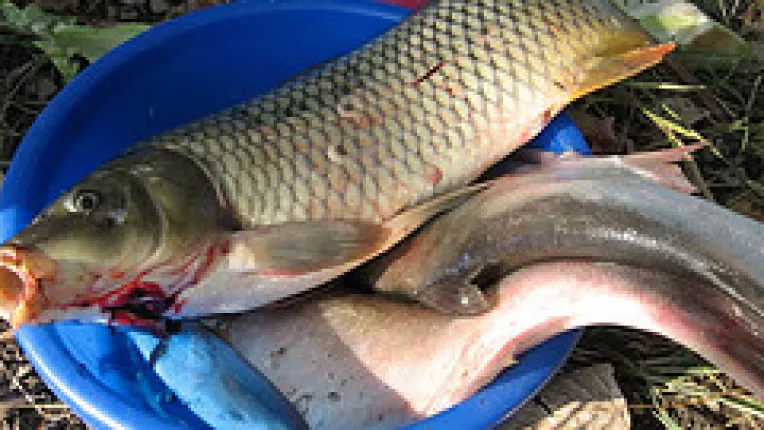 Interzis la pescuit in urmatoarele doua luni