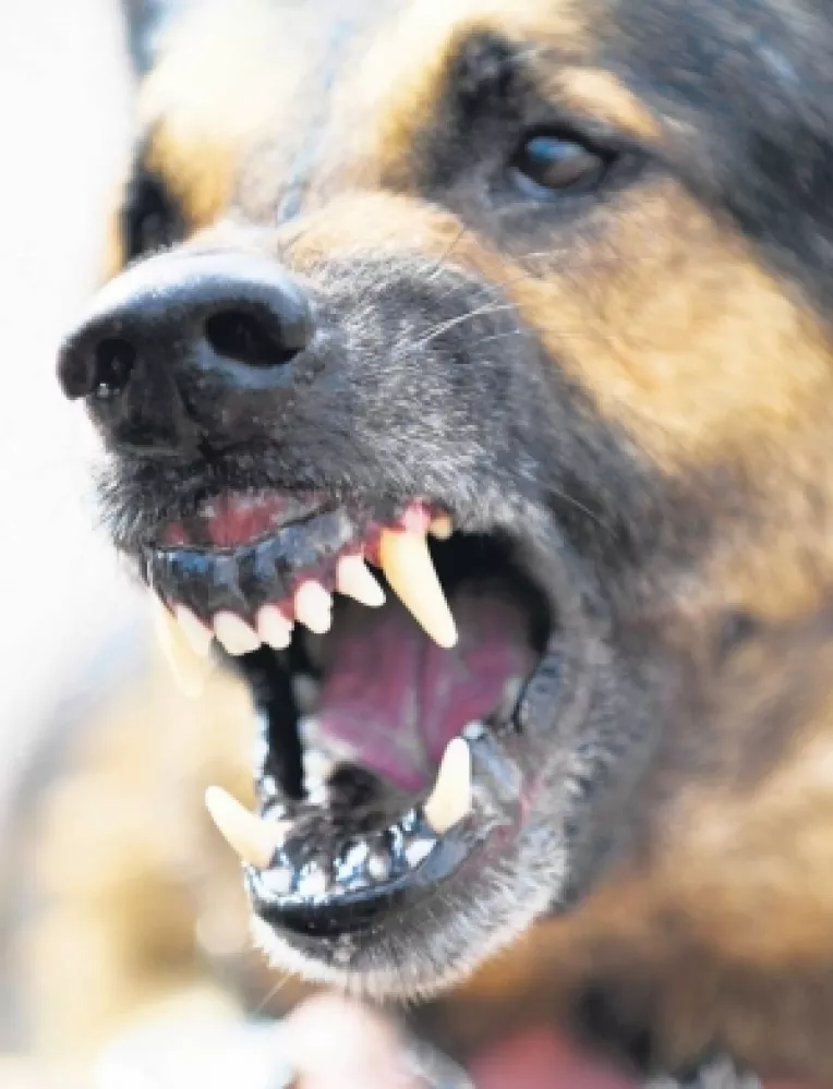 Jungla nu oras: Copil ucis de caini langa Parcul Tei din Bucuresti