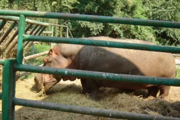 La Gradina Zoologica din Calarasi este singurul hipopotam din Romania