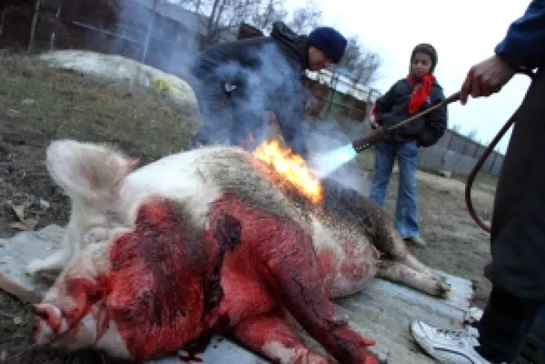 La Ignatul din acest an, porcii mai pot fi sacrificati traditional