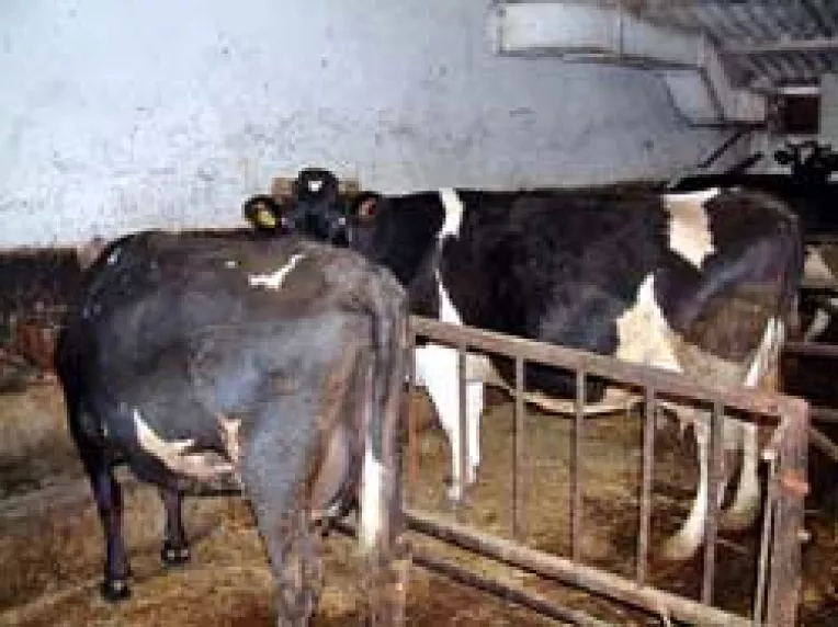 Laptele constantean vrea certificare europeana