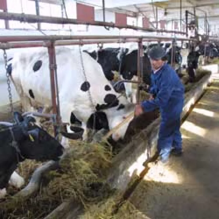 Laptele, vinul si drumurile au inghitit cei mai multi bani din Programul Sapard