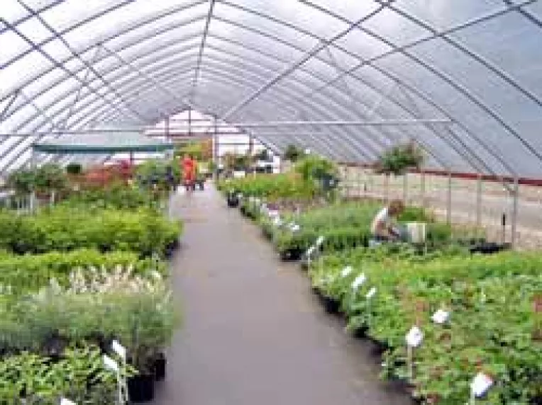 Legumele ecologice de solar, cea mai profitabila investitie agricola