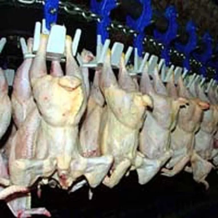 Liber la exportul de carne de pasare