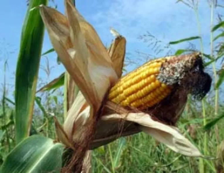 Liber  pentru cultivarea organismelor modificate genetic