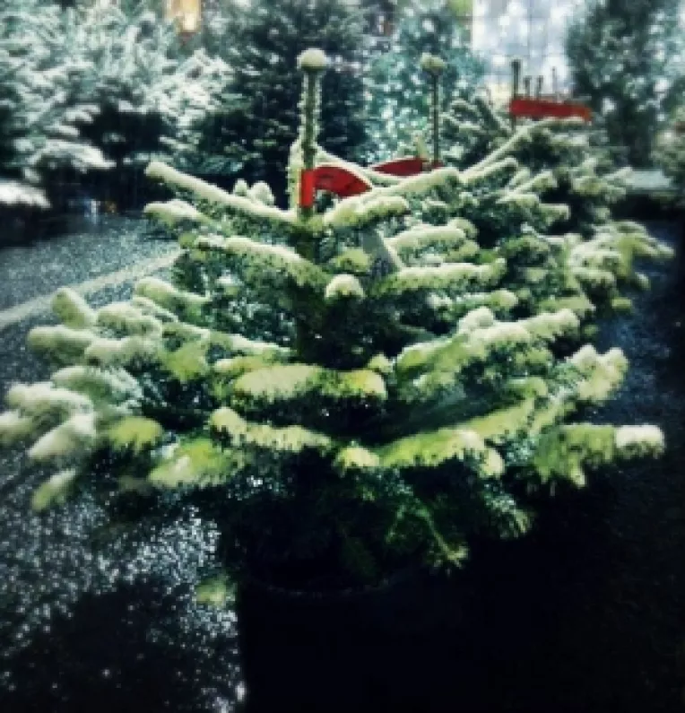 Magazinul de Brazi declara deschisa campania donatiilor de pomi de Craciun