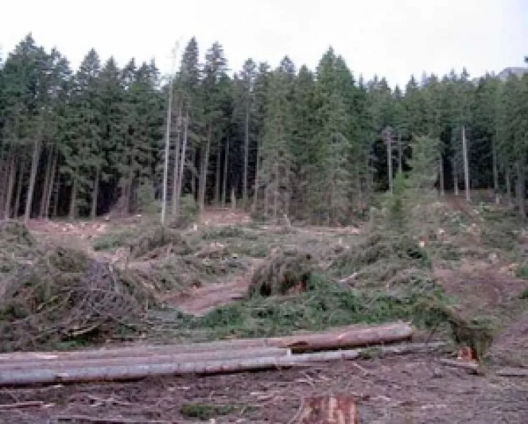 Mai putini copaci taiati in 2008