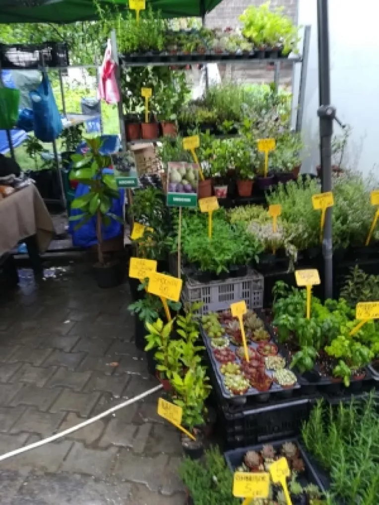 Marin Constantin: Trandafiri in ghiveci si plante aromatice