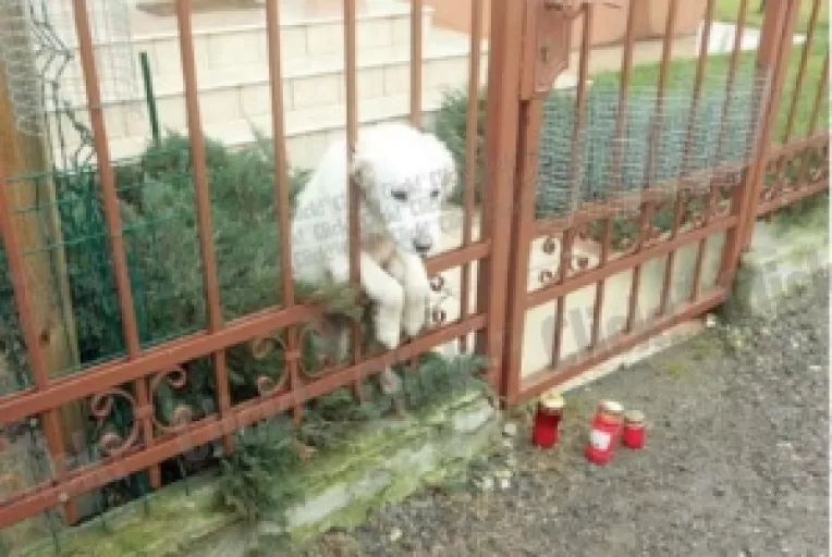 Max, catelul lui Iovan, isi asteapta stapanul sa se intoarca din cursa