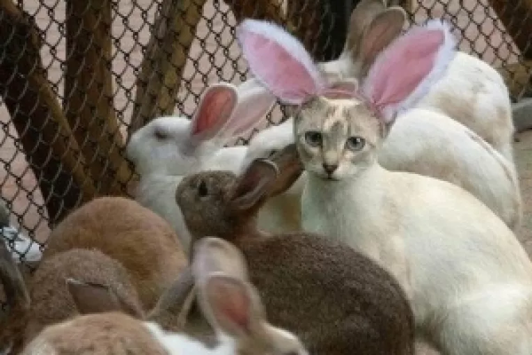 Mesaje amuzante pe care le poti trimite in prima zi de Paste prin SMS