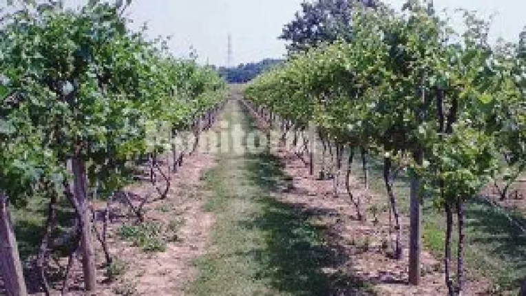 Mii de euro pentru plantatiile viticole