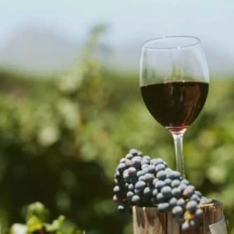 Ministrul Agriculturii vrea vin cu zahar
