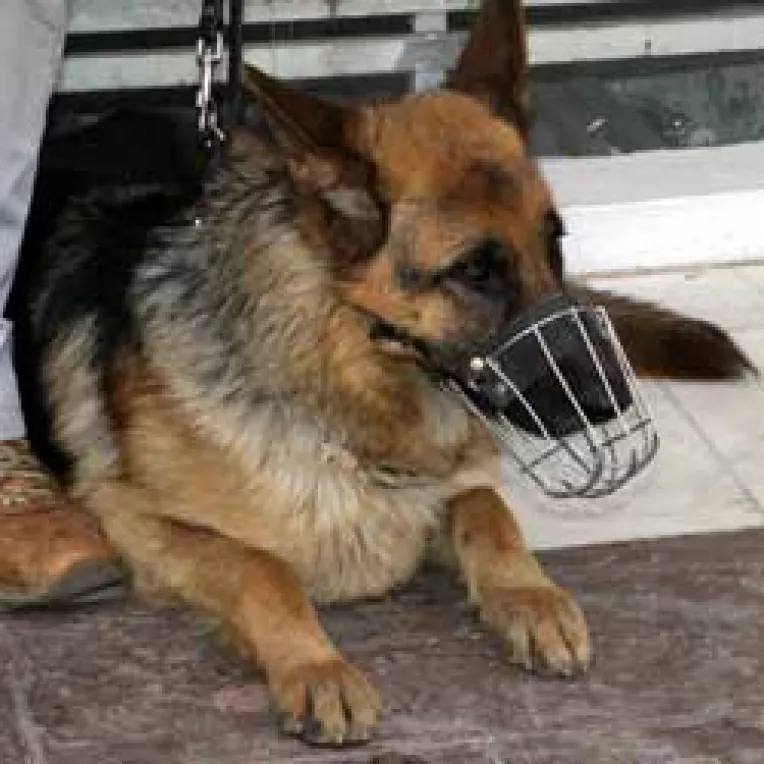 Muscaturi de sute de euro