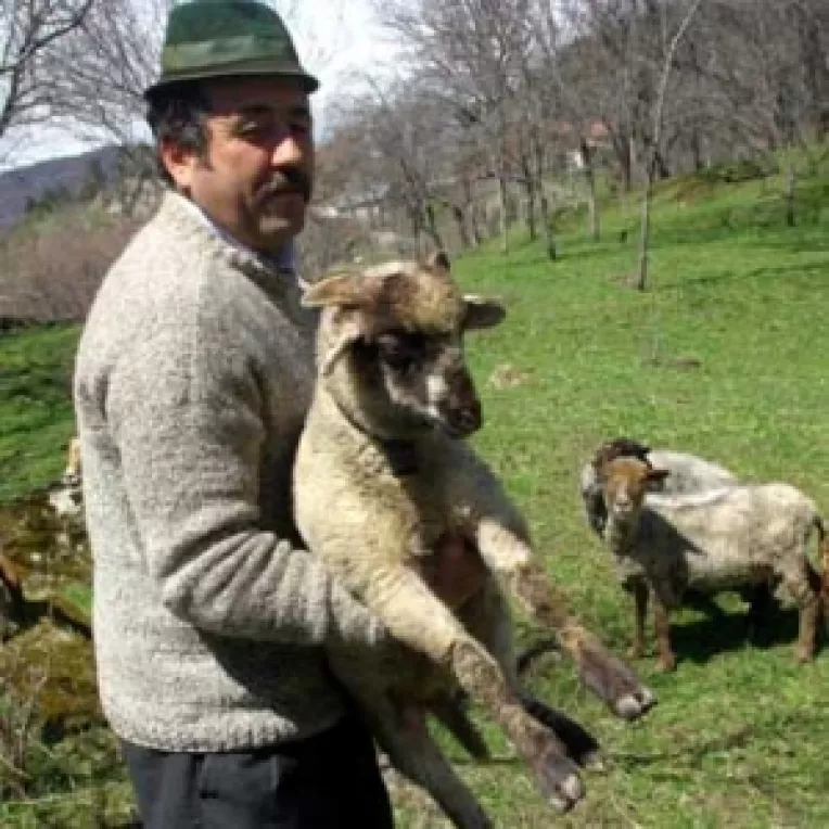 Normele UE reduc numarul mieilor sacrificati