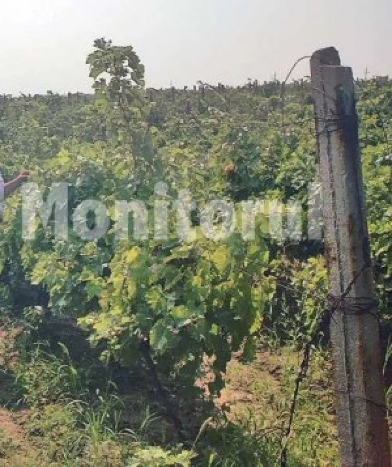 Nu mai avem capacitati pentru absorbirea subventiilor