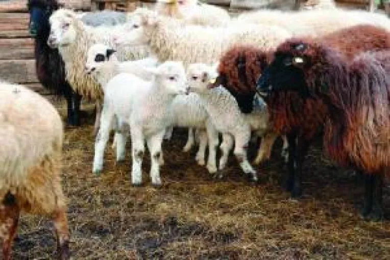 Numai mieii cu crotalii vor fi sacrificati de Paste