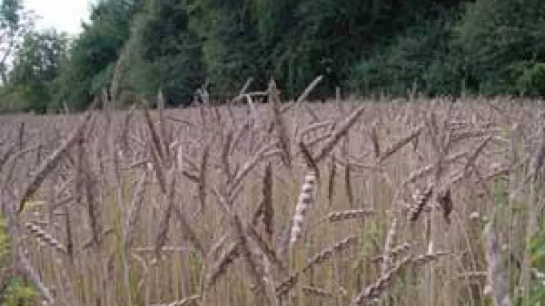 O treime din depozitele de cereale nu sunt autorizate