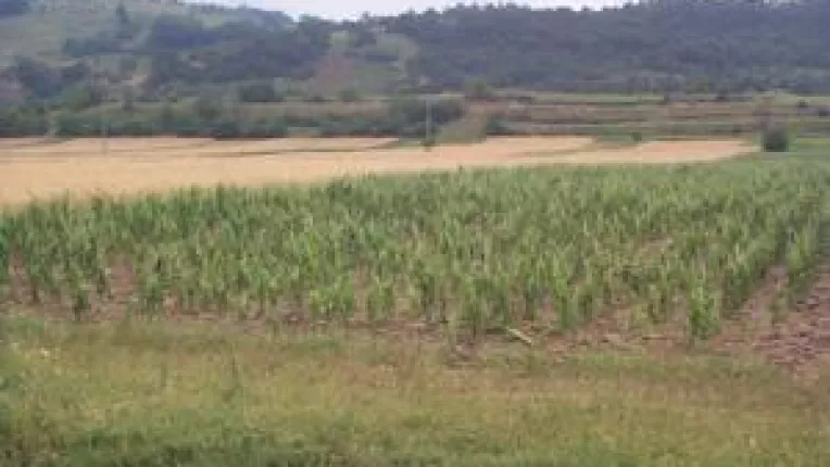 Oltenii, "fruntasi" la subventiile de toamna