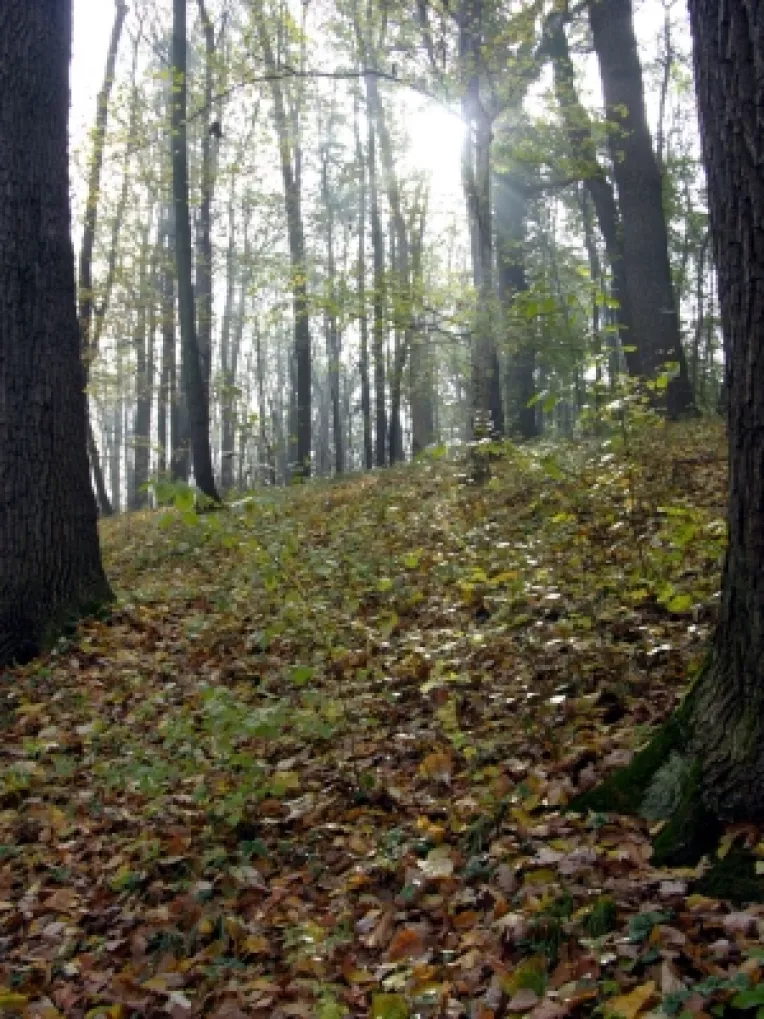 Padurile dispar vazand cu ochii