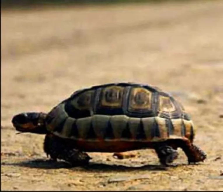 Pasaje pentru animale pe sub Autostrada Transilvaniei