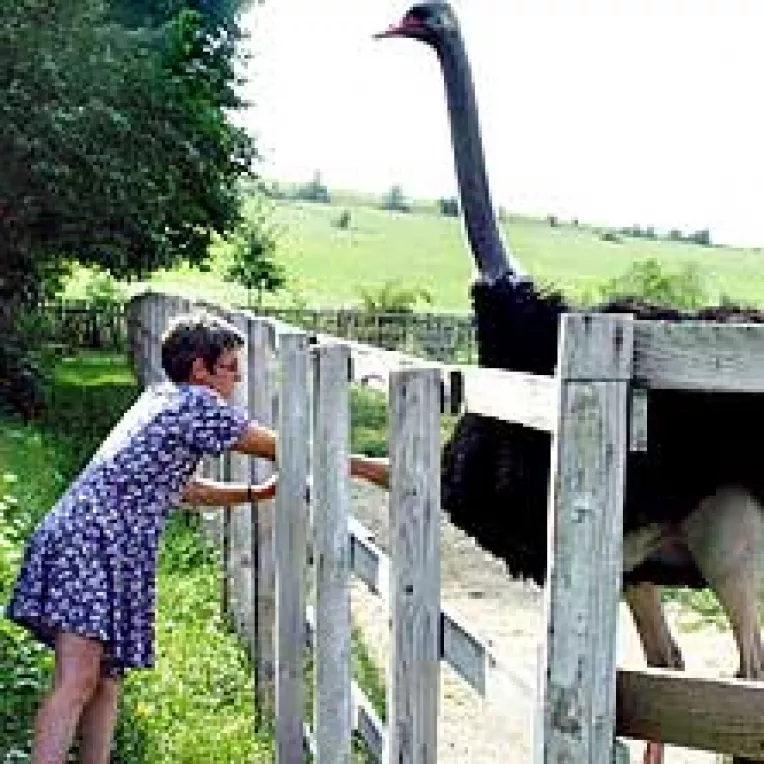 Pentru roman, strutul este mai rentabil decat o vaca