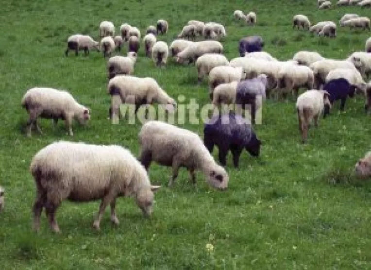 Pericol de antrax si tetanos la animale