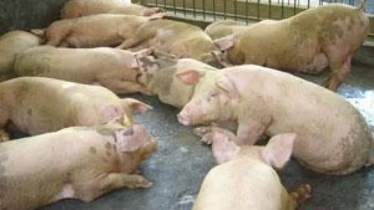 Pesta omoara porcii romanesti