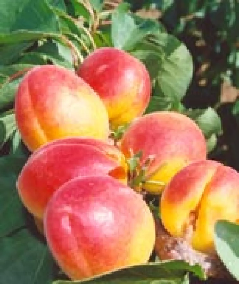 Plantatia Nationala de Caisi, viitor cartier rezidential  
