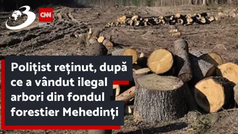 Politist retinut, dupa ce a vandut ilegal arbori din fondul forestier Mehedinti