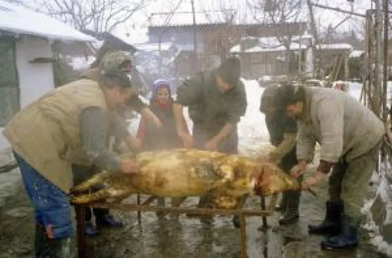 Porcii, intai anesteziati si pe urma taiati. Traditia romaneasca bate norma europeana