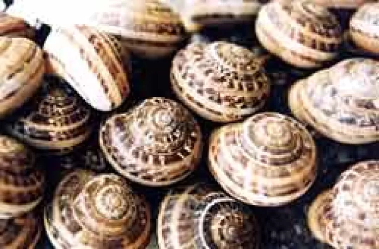 Portalurile pe Internet, viperele, melcii si eolienele sunt afacerile viitorului