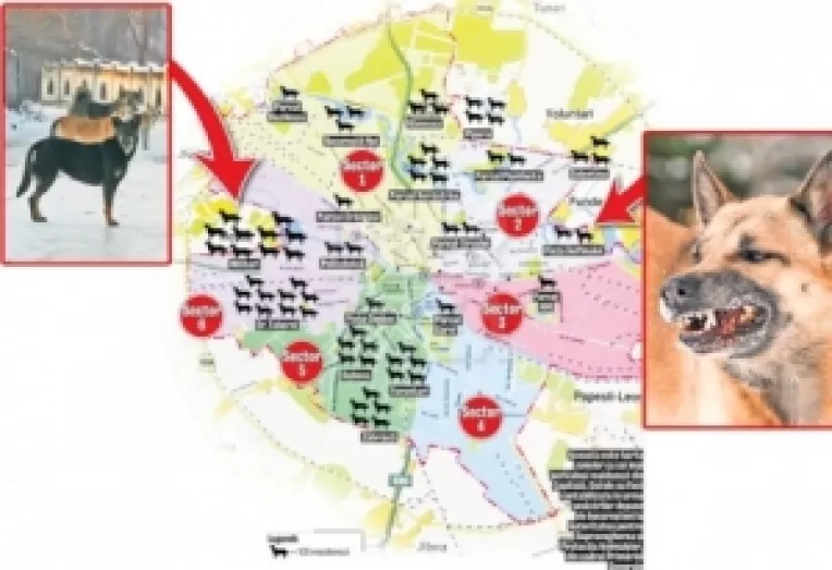 Primaria Capitalei vrea sa curete Bucurestiul de cainii vagabonzi, dar ONG-urile se opun