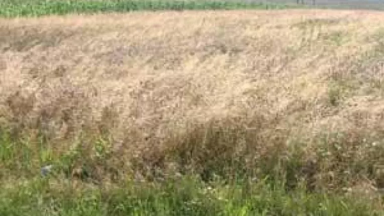 Producatorii agricoli nu s-au inghesuit sa primeasca banii statului. Subventii pe ultima suta de metri