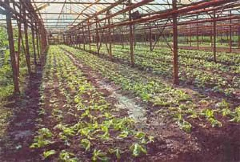 Producatorii "refuza" finantarile SAPARD