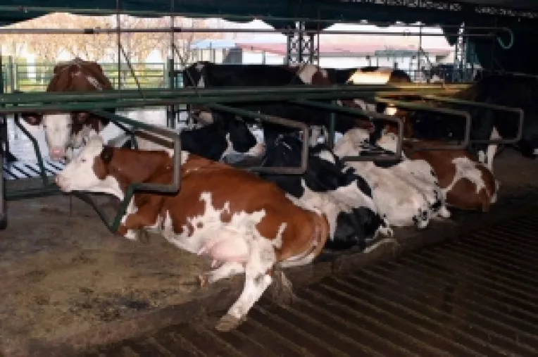 Producem mai putin lapte decat vrea UE