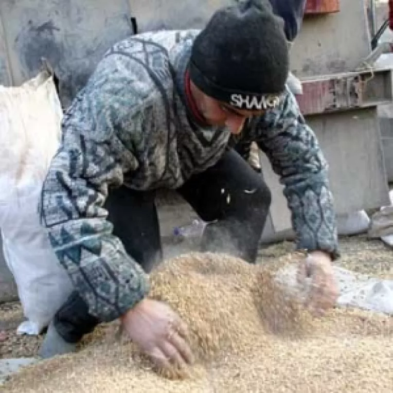 Productia de grau, la jumatatea celei de anul trecut 
