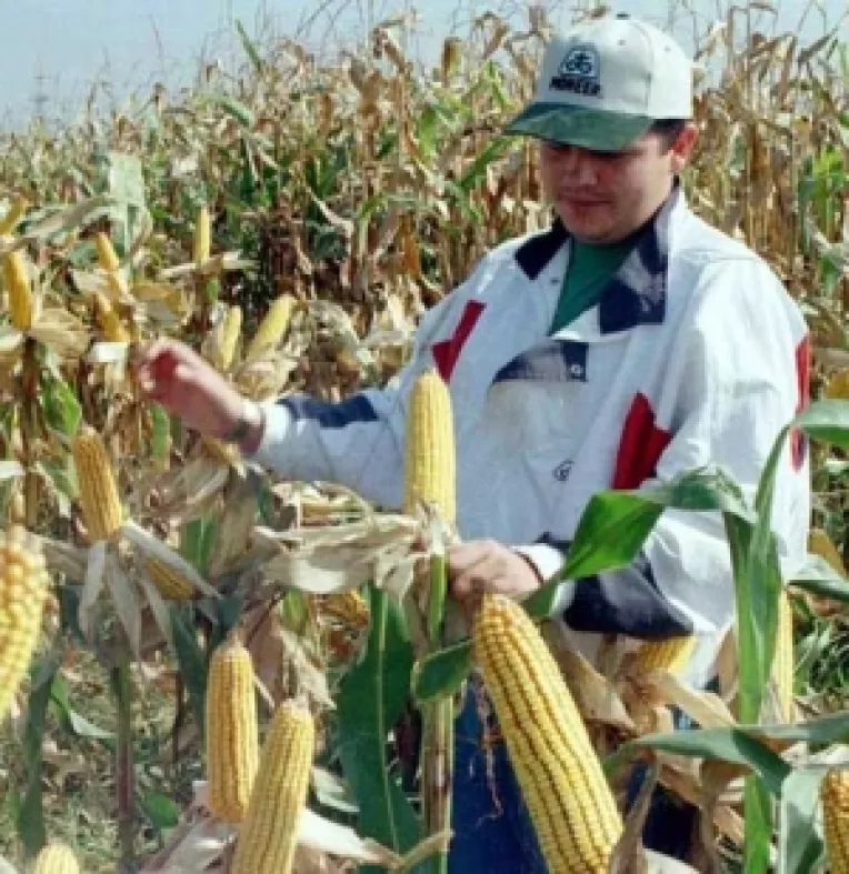 Productia romaneasca de porumb, la cel mai scazut nivel al ultimilor 18 ani