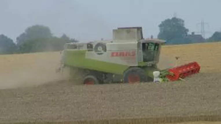 Profit din cultura de grau