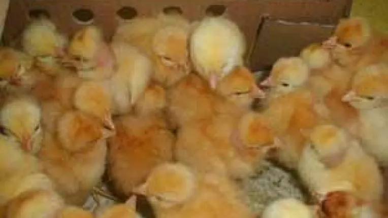 Puii din Dolj, pe cale de disparitie