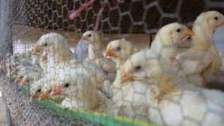 Puii se cumpara numai cu buletinul