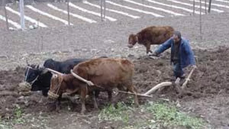 Renta viagera vine pe internet