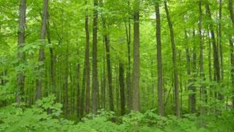 Retrocedari ratacite in adancul padurilor